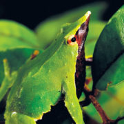 anfibio