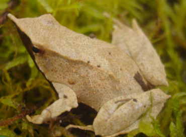 anfibio