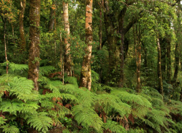 bosques-1