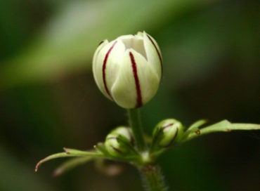flora
