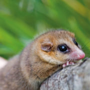 monito del monte